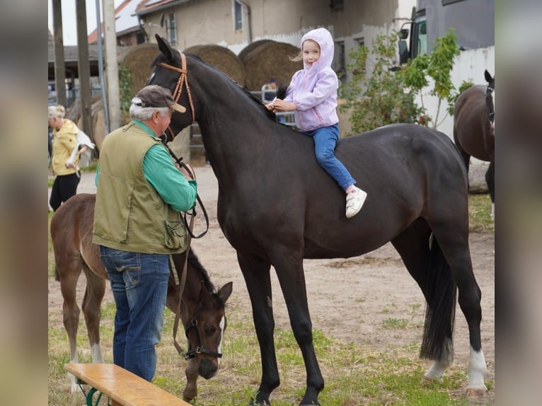 Oost-Fries Merrie 5 Jaar 164 cm Zwart in Rhinow
