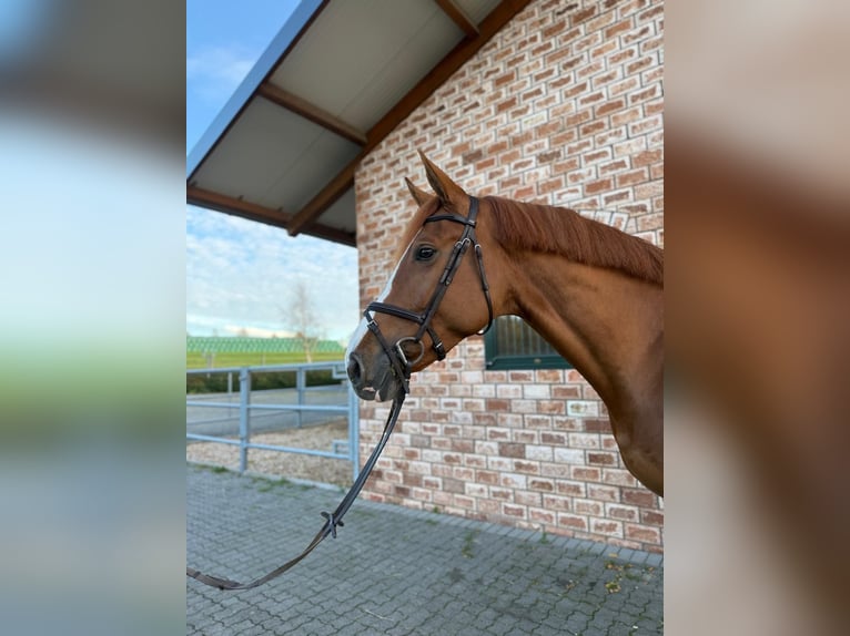 Oost-Fries Merrie 6 Jaar 175 cm Vos in Bonefeld