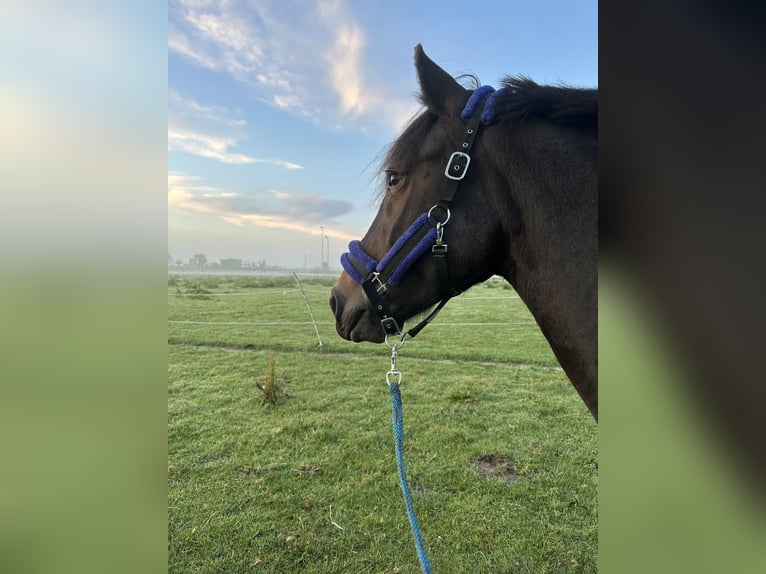 Oost-Fries Merrie 7 Jaar 155 cm Donkerbruin in Wilhelmshaven