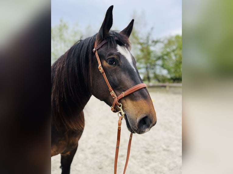 Oost-Fries Merrie 7 Jaar 157 cm Donkerbruin in Südbrookmerland Victorbur