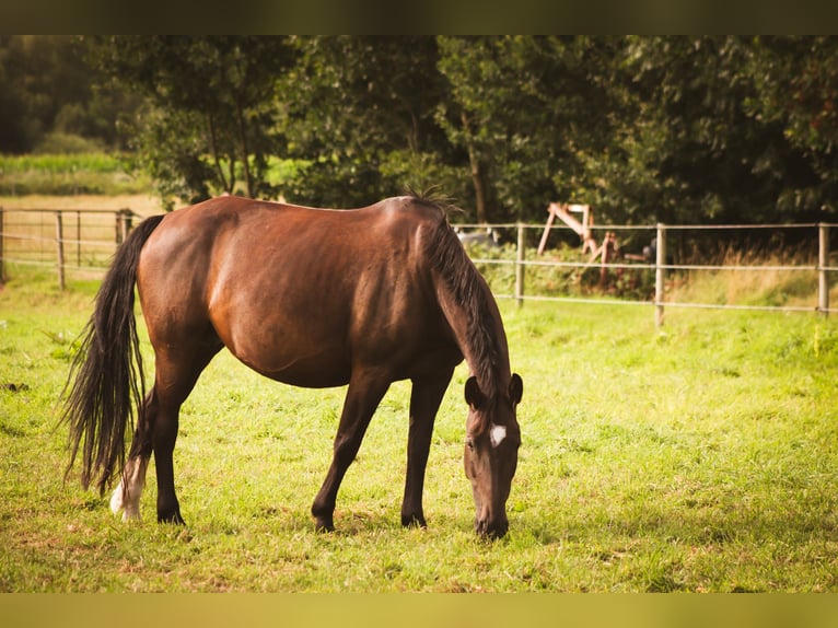 Oost-Fries Merrie 8 Jaar 157 cm Donkerbruin in D&#xF6;tlingenD&#xF6;tlingen
