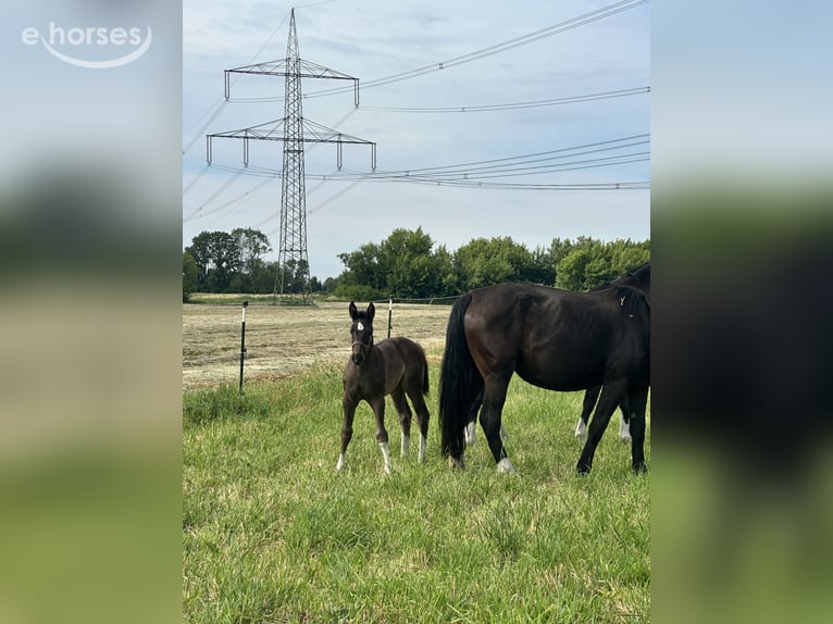 Oost-Fries Merrie Veulen (05/2026) 168 cm Zwart in KrielowGroß Kreutz