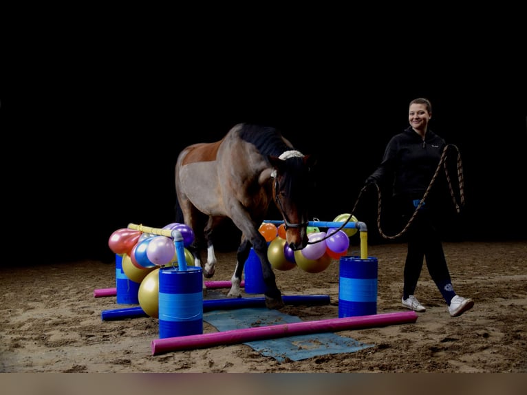 Oost-Fries Ruin 13 Jaar 165 cm Bruin in Oldenburg