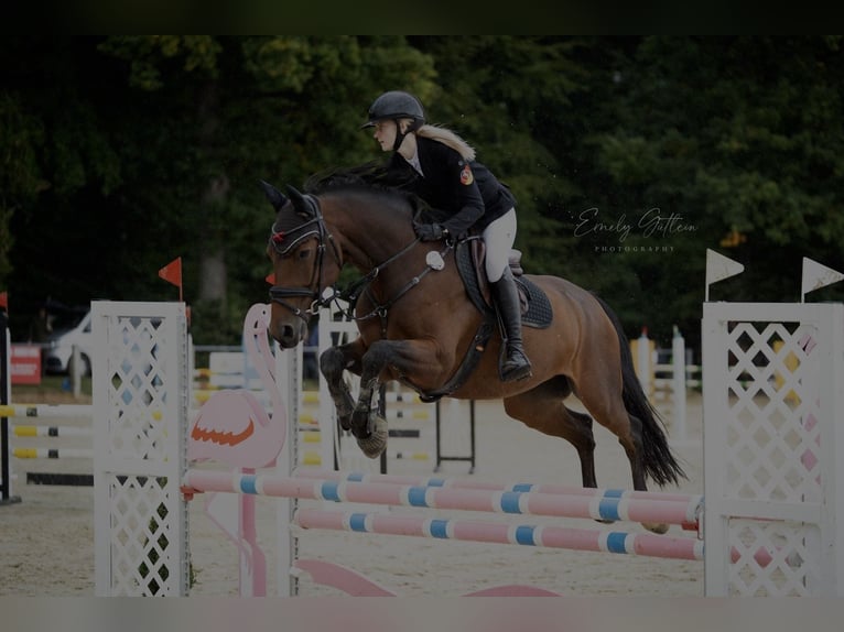 Oost-Fries Ruin 15 Jaar 169 cm Bruin in Saffig