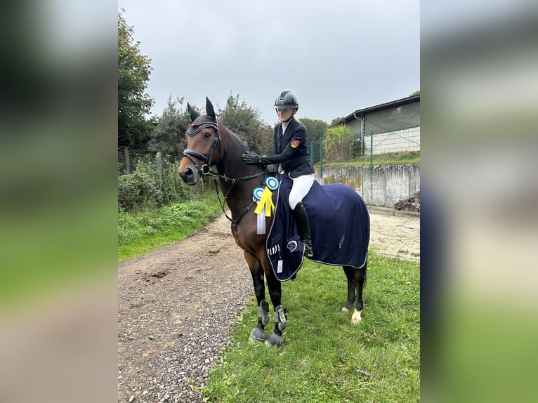 Oost-Fries Ruin 15 Jaar 169 cm Bruin in Saffig