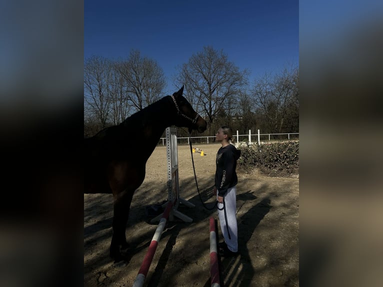 Oost-Fries Ruin 15 Jaar 176 cm Bruin in Trier