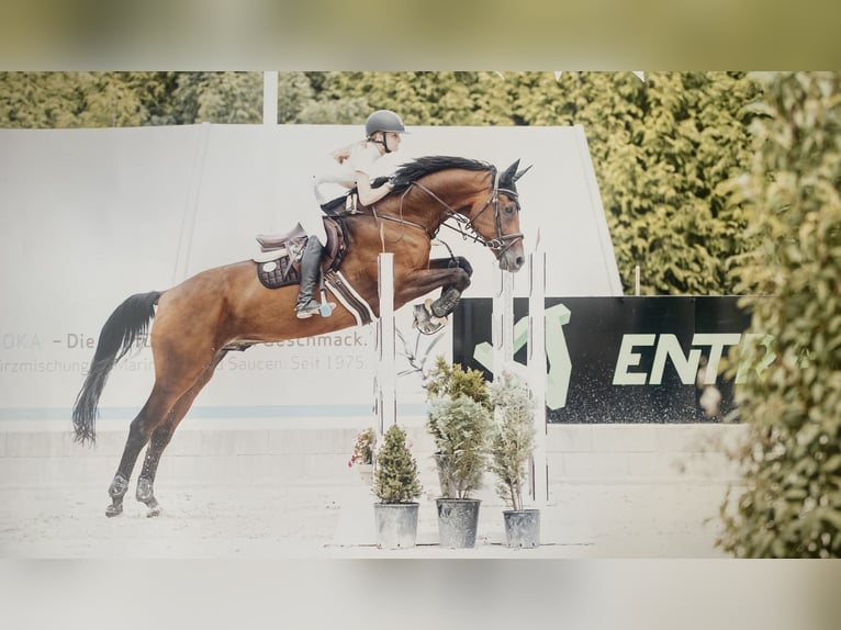 Oost-Fries Ruin 15 Jaar 176 cm Bruin in Trier
