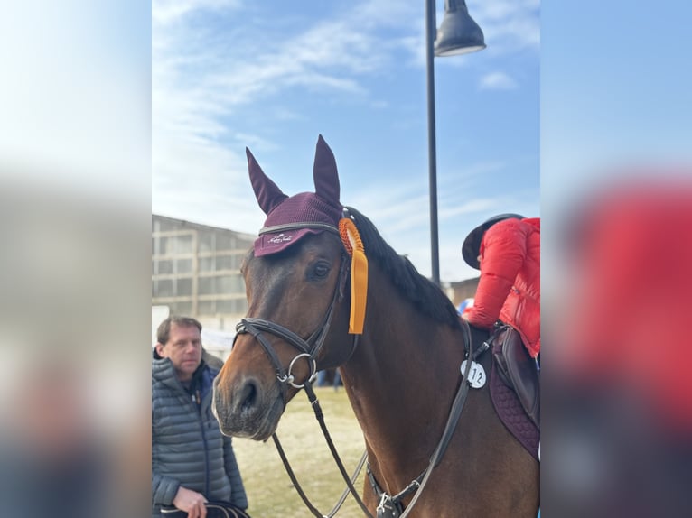Oost-Fries Ruin 15 Jaar 176 cm Bruin in Trier