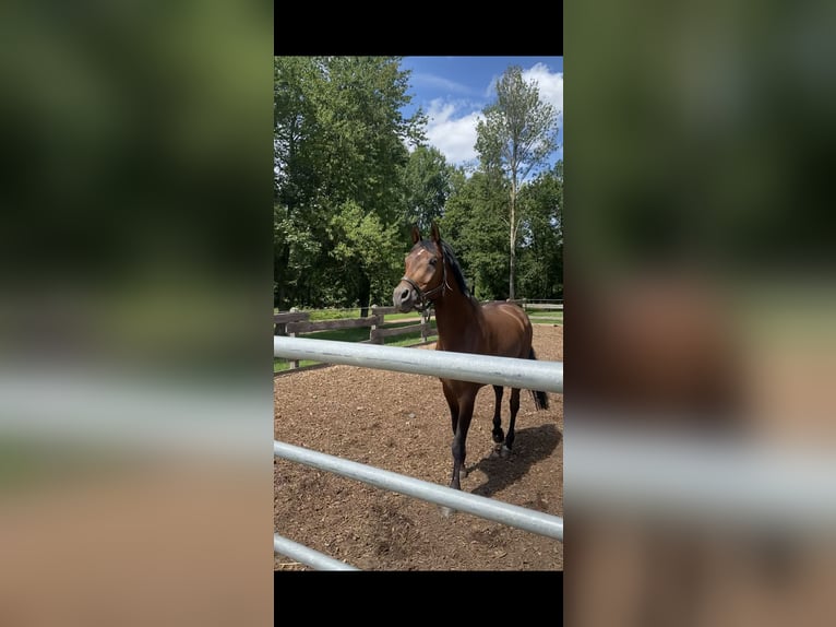 Oost-Fries Ruin 15 Jaar 176 cm Bruin in Trier