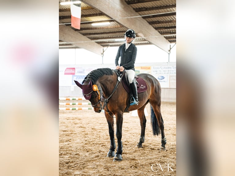 Oost-Fries Ruin 15 Jaar 176 cm Bruin in Trier