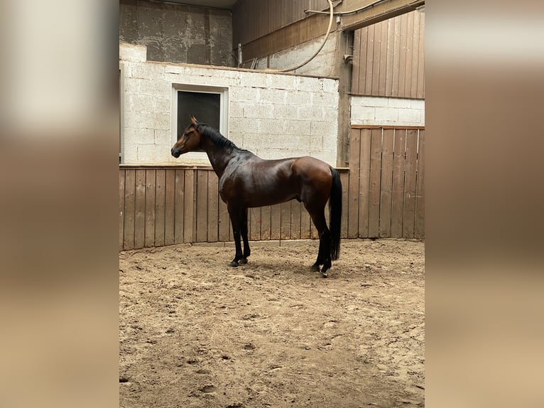 Oost-Fries Ruin 15 Jaar 176 cm Bruin in Trier