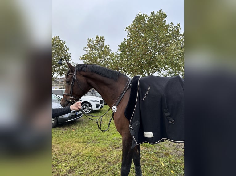 Oost-Fries Ruin 15 Jaar 176 cm Bruin in Trier