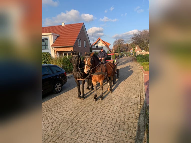 Oost-Fries Mix Ruin 4 Jaar 156 cm Bruin in Wallenhorst