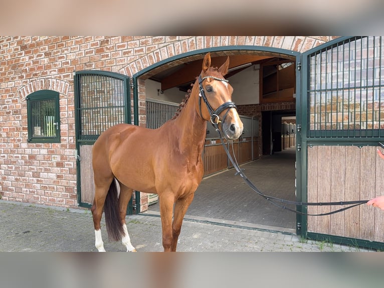 Oost-Fries Ruin 5 Jaar 165 cm Vos in Bonefeld