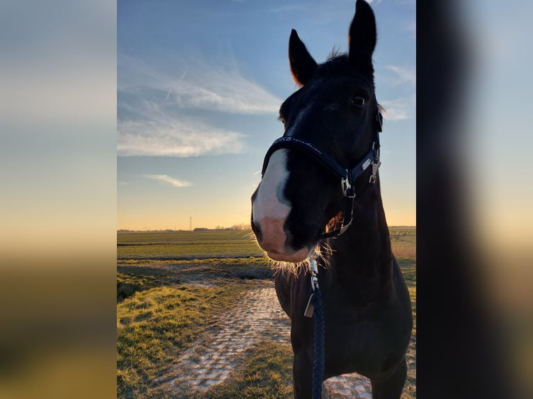 Oost-Fries Ruin 9 Jaar Zwart in Krummhörn