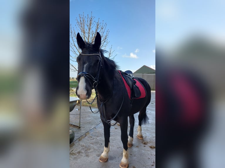 Oost-Fries Ruin 9 Jaar Zwart in Krummhörn