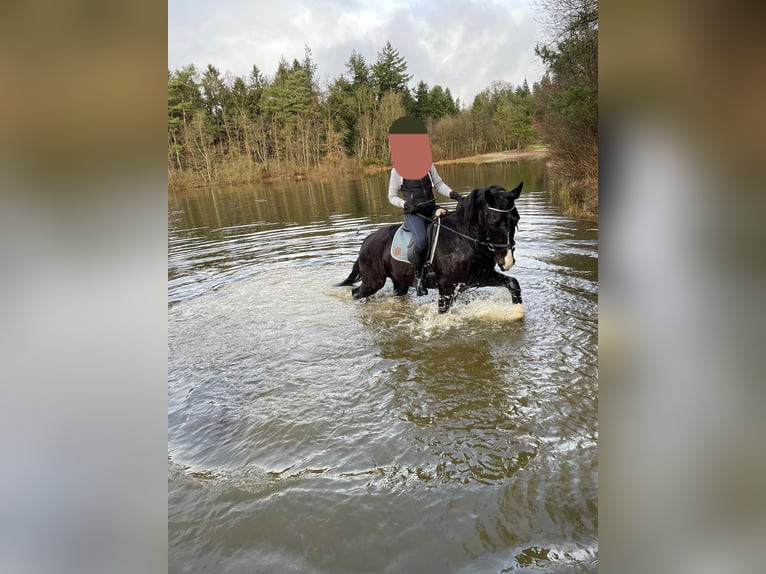 Oost-Fries Ruin 9 Jaar Zwart in Krummhörn