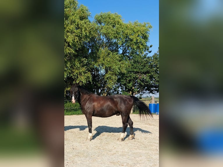 Oost-Fries Ruin 9 Jaar Zwart in Krummhörn