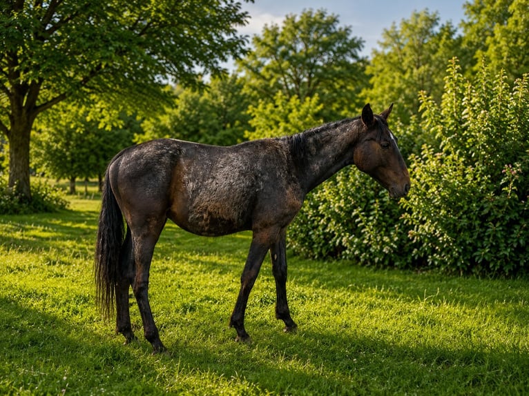Oostenrijks warmbloed Hengst 1 Jaar 165 cm Schimmel in Draßmarkt