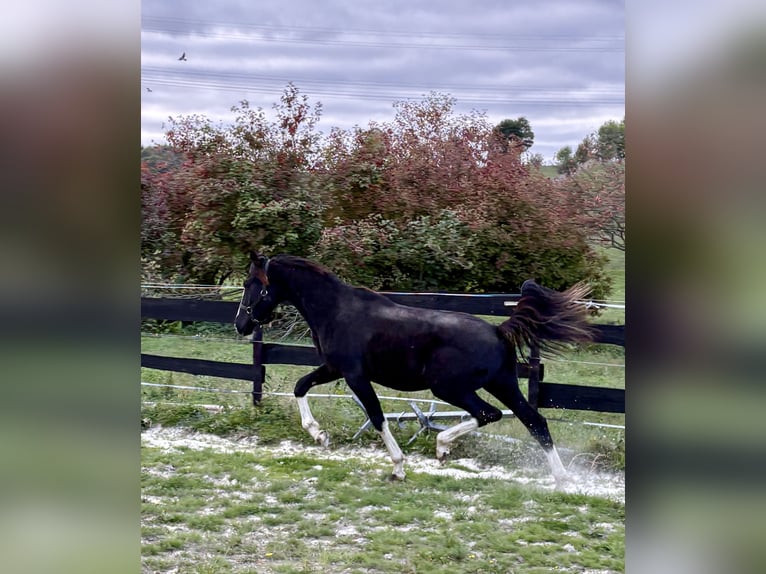 Oostenrijks warmbloed Hengst 1 Jaar 166 cm Zwart in Bastogne