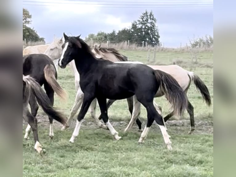 Oostenrijks warmbloed Hengst 1 Jaar 166 cm Zwart in Bastogne
