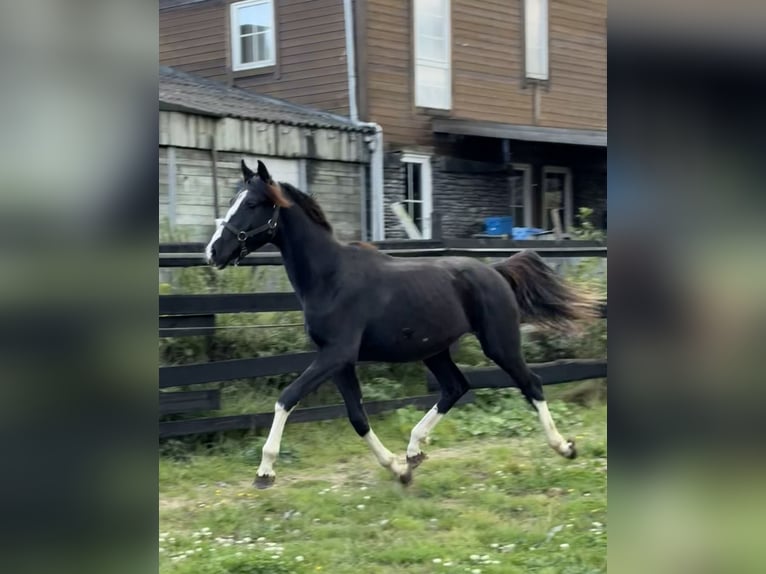 Oostenrijks warmbloed Hengst 1 Jaar 166 cm Zwart in Bastogne