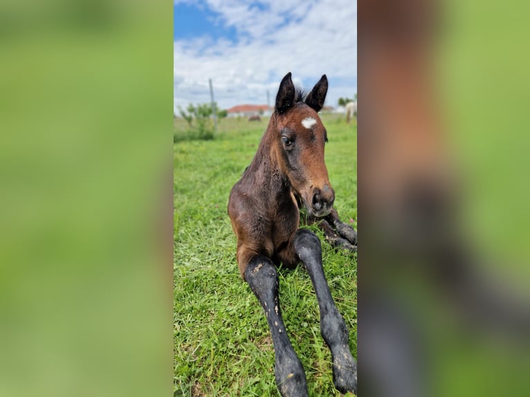 Oostenrijks warmbloed Hengst 1 Jaar 170 cm Bruin in Dr