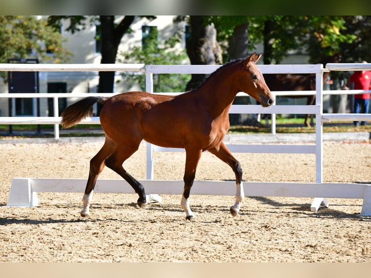 Oostenrijks warmbloed Hengst 1 Jaar 170 cm Bruin in Gols