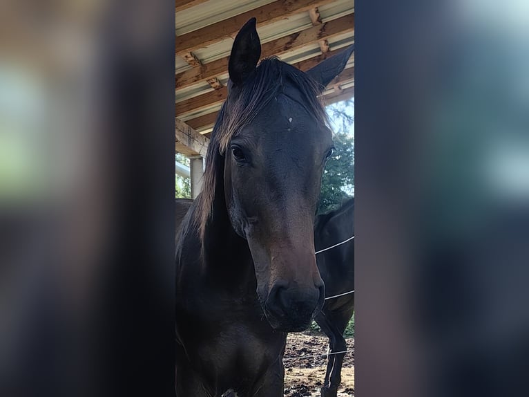 Oostenrijks warmbloed Hengst 1 Jaar 170 cm Donkerbruin in Kirchberg am Wechsel