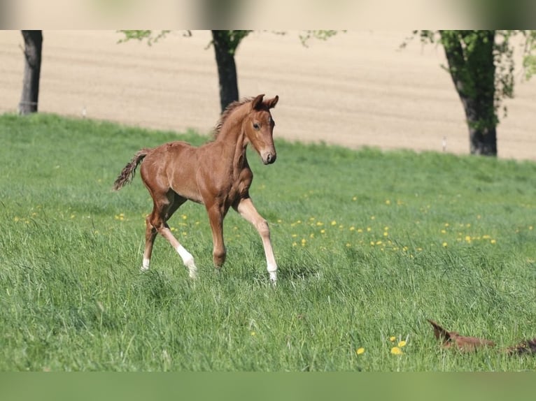 Oostenrijks warmbloed Hengst 1 Jaar 170 cm Donkere-vos in Arriach