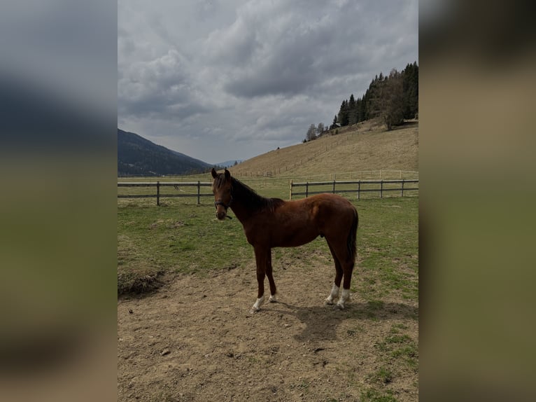 Oostenrijks warmbloed Hengst 1 Jaar 170 cm Donkere-vos in Arriach