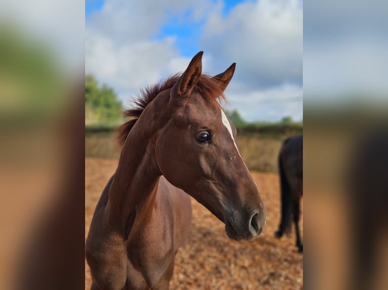 Oostenrijks warmbloed Hengst 1 Jaar 170 cm Donkere-vos in Sieghartsreith