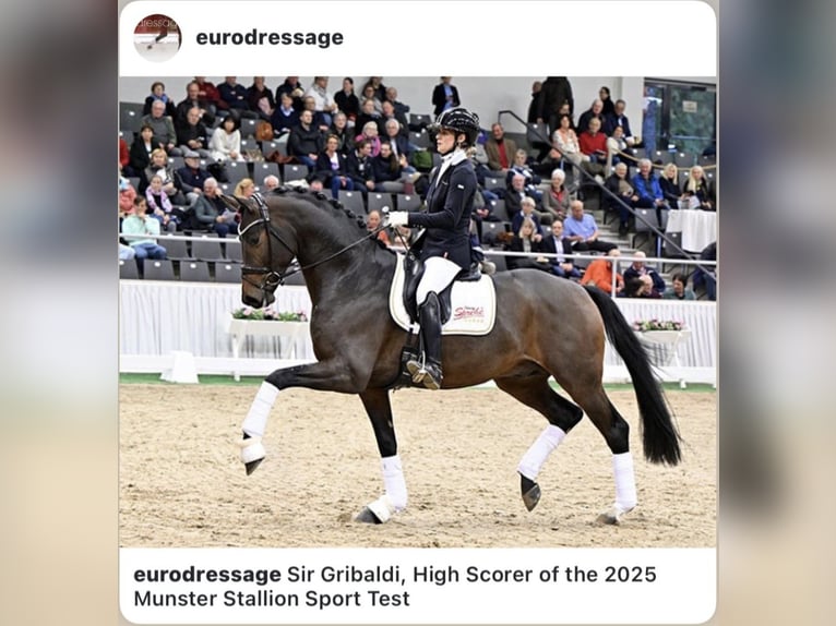 Oostenrijks warmbloed Hengst 1 Jaar 170 cm Zwart in Reichenfels