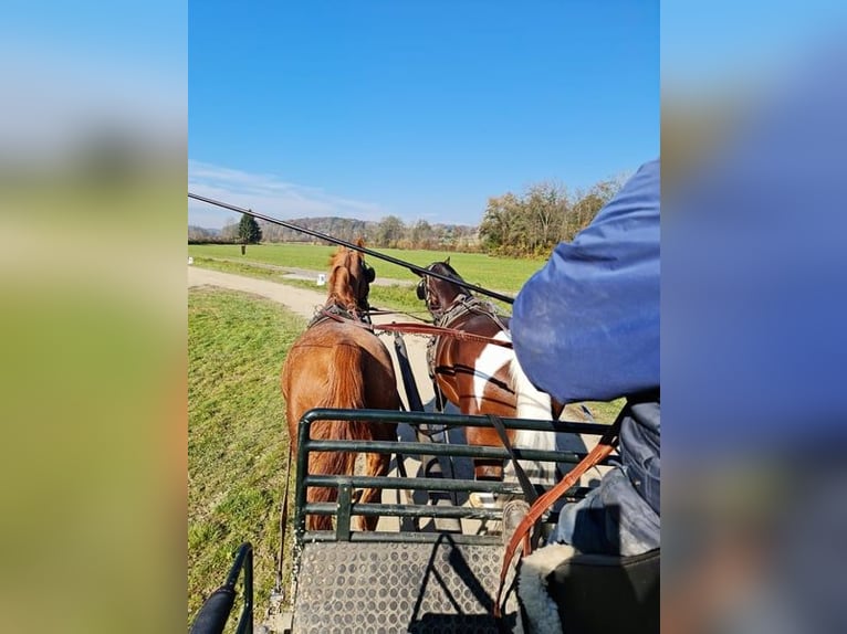 Oostenrijks warmbloed Hengst 1 Jaar 172 cm Bruin in St Marein bei Graz
