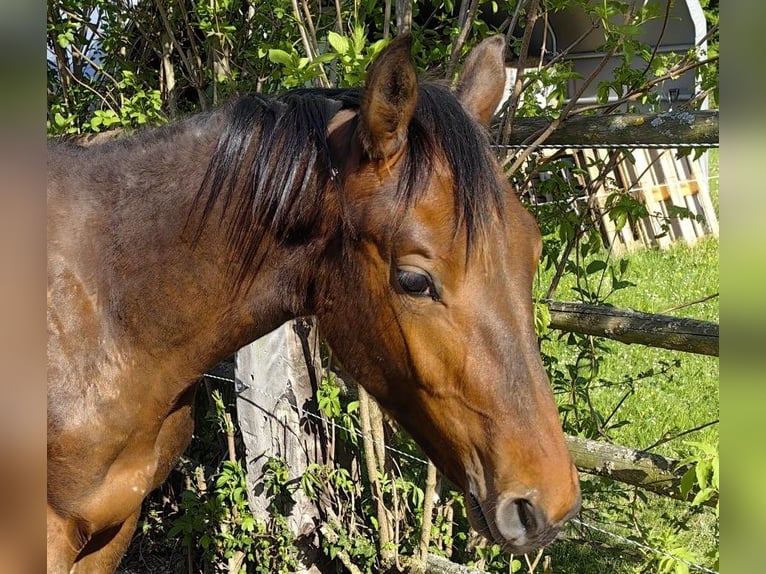 Oostenrijks warmbloed Hengst 1 Jaar 172 cm Bruin in Grimmenstein