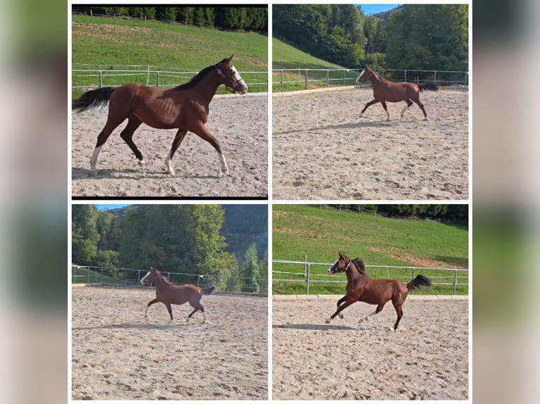 Oostenrijks warmbloed Hengst 1 Jaar Bruin in Kleinreifling