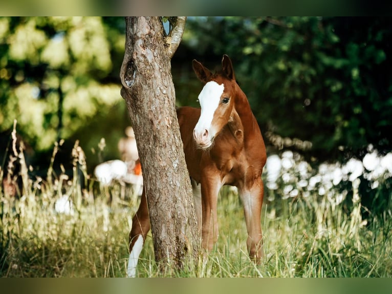 Oostenrijks warmbloed Hengst 1 Jaar Bruin in Kleinreifling