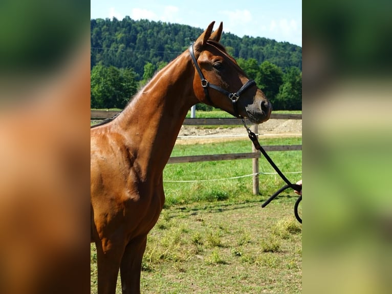 Oostenrijks warmbloed Hengst 1 Jaar Donkere-vos in Blumegg