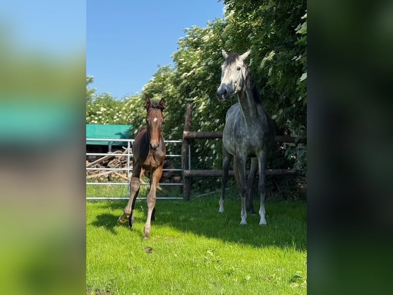Oostenrijks warmbloed Hengst 1 Jaar Schimmel in Deutsch Wagram