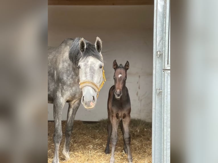 Oostenrijks warmbloed Hengst 1 Jaar Schimmel in Deutsch Wagram