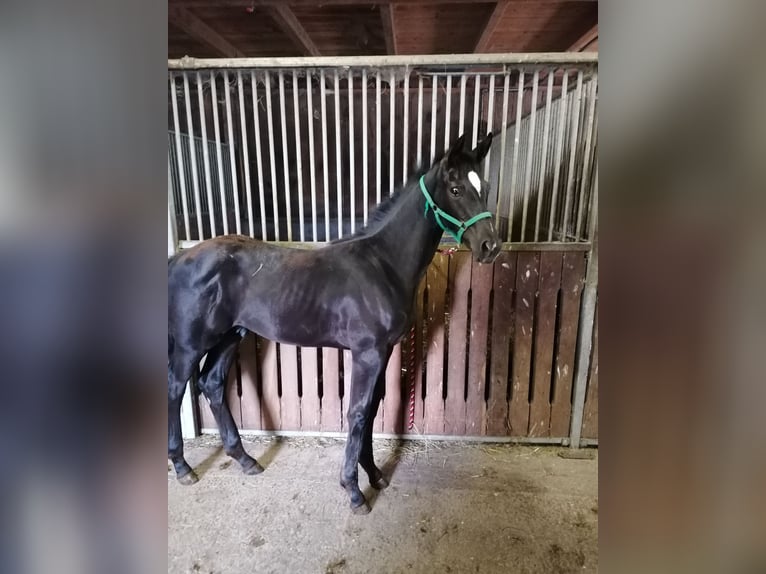 Oostenrijks warmbloed Hengst 1 Jaar Zwart in Diersbach