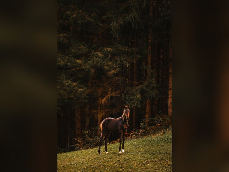 Oostenrijks warmbloed Hengst 1 Jaar Zwartbruin in Scheibbs