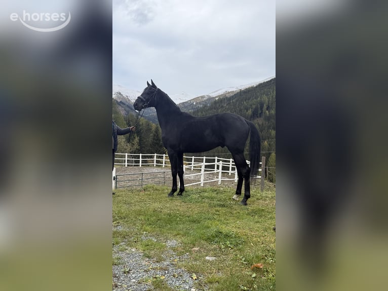Oostenrijks warmbloed Hengst 2 Jaar 167 cm Zwart in Bad Kleinkirchheim
