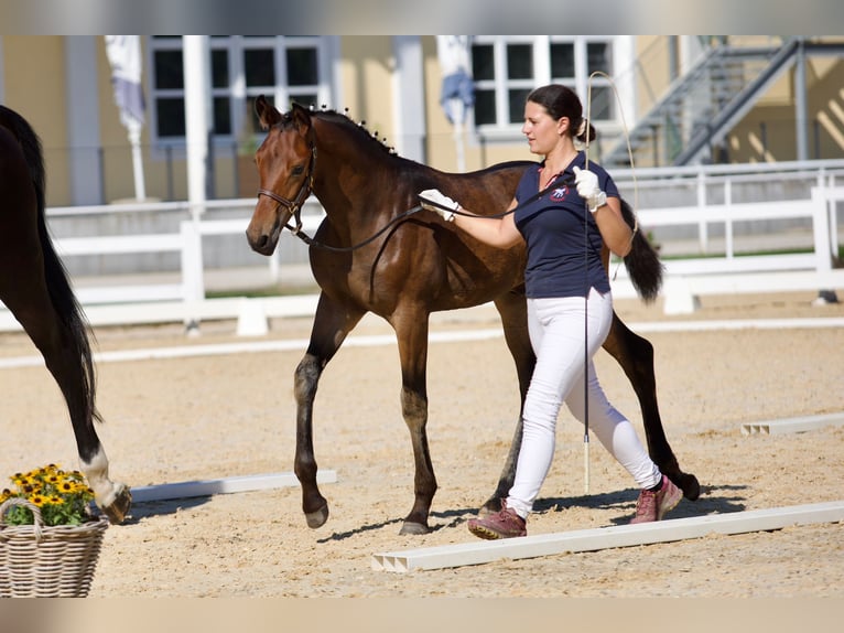 Oostenrijks warmbloed Hengst 2 Jaar 170 cm Bruin in Kirchschlag
