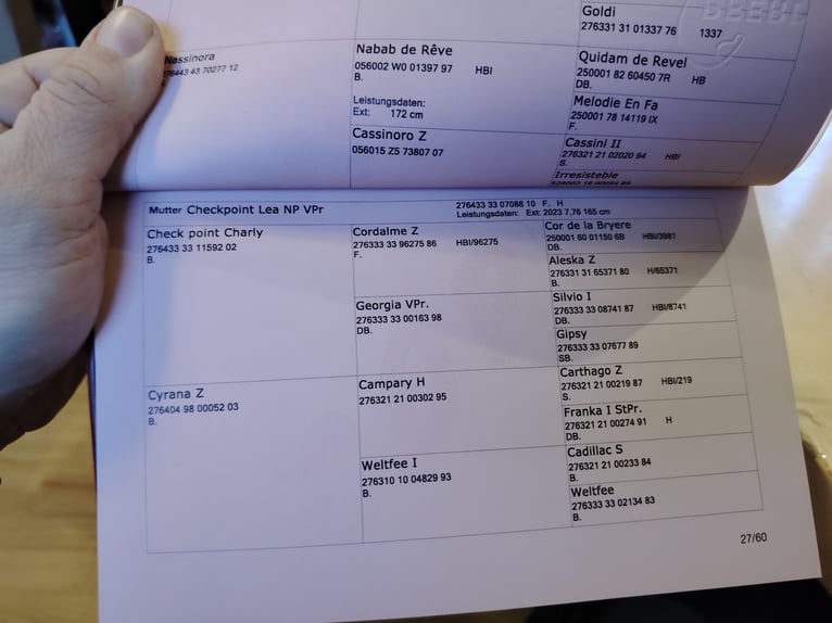 Oostenrijks warmbloed Hengst 2 Jaar 172 cm Donkere-vos in Bad Blumau