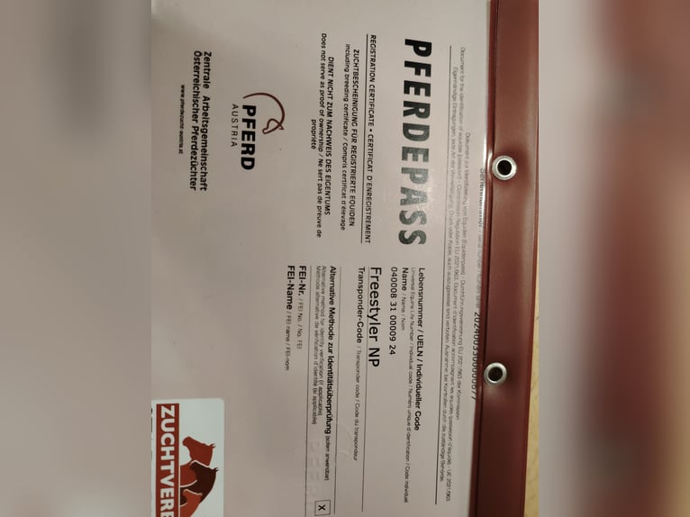 Oostenrijks warmbloed Hengst 2 Jaar 172 cm Donkere-vos in Bad Blumau