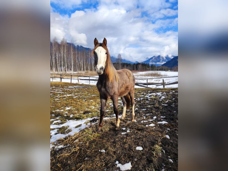 Oostenrijks warmbloed Hengst 2 Jaar kan schimmel zijn in Selzthal