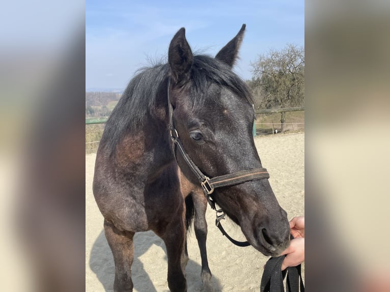 Oostenrijks warmbloed Hengst 2 Jaar Schimmel in Hartkirchen