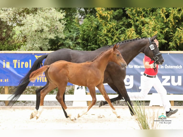 Oostenrijks warmbloed Hengst 2 Jaar Vos in Westendorf