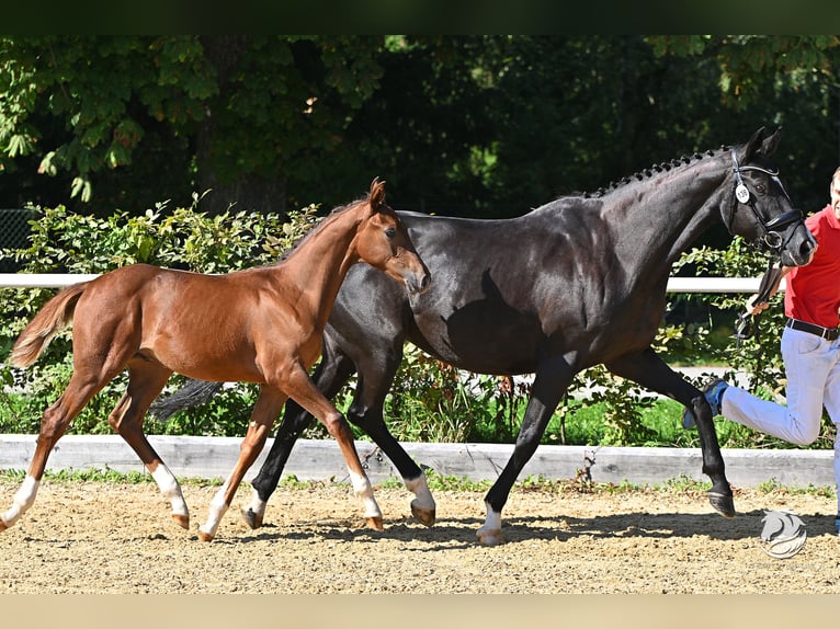 Oostenrijks warmbloed Hengst 2 Jaar Vos in Westendorf